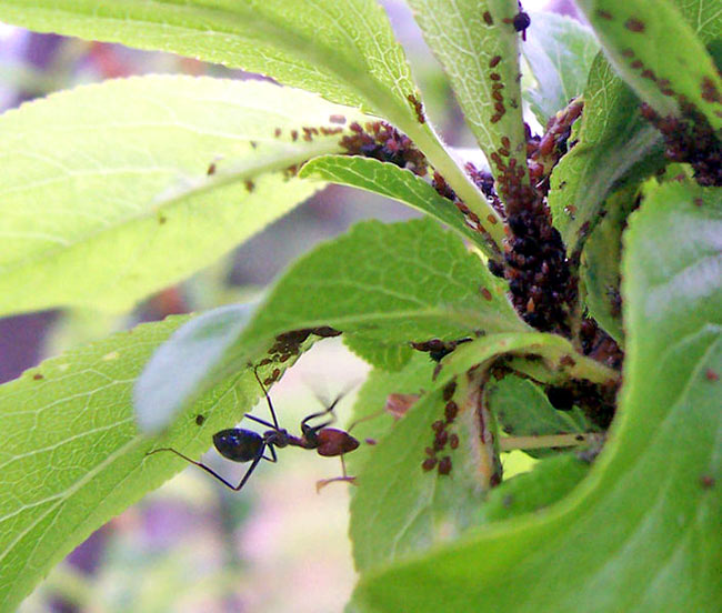 AI_33_ant_cultivating_aphid